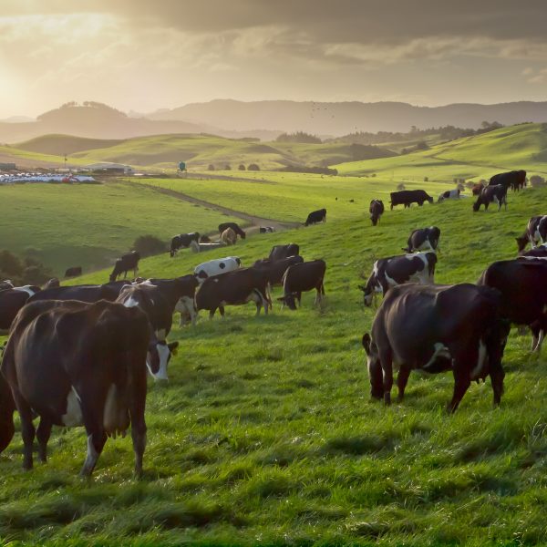 cows during sunset in new zealand countryside