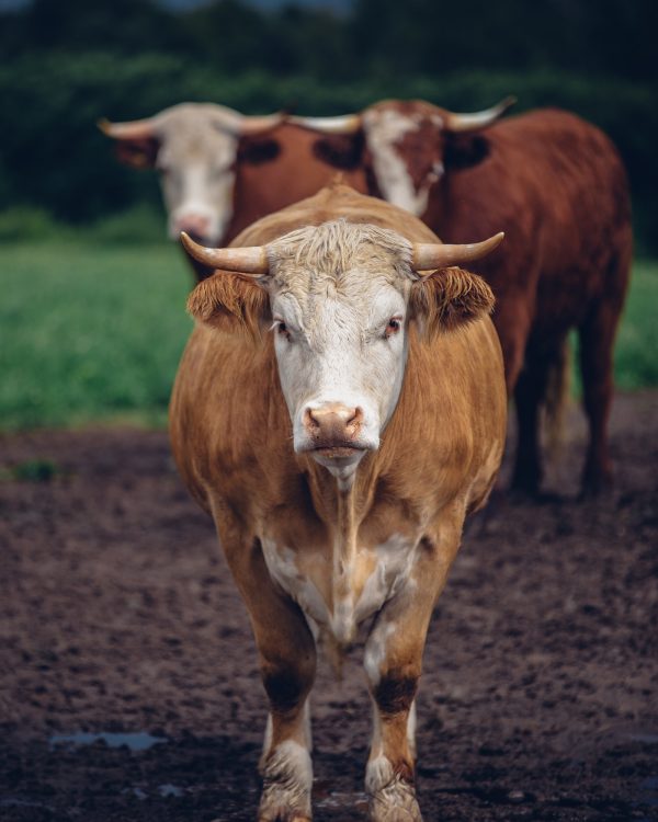 A vertical closeup shot of a beige bull staring at the camera and two brown ones in the blurry background